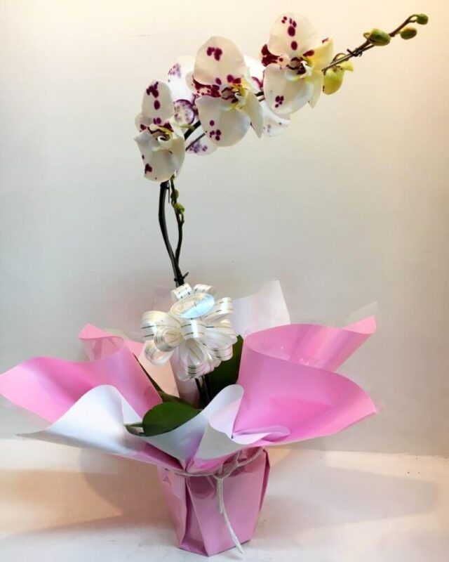 Florería Y Chocolates Tokio