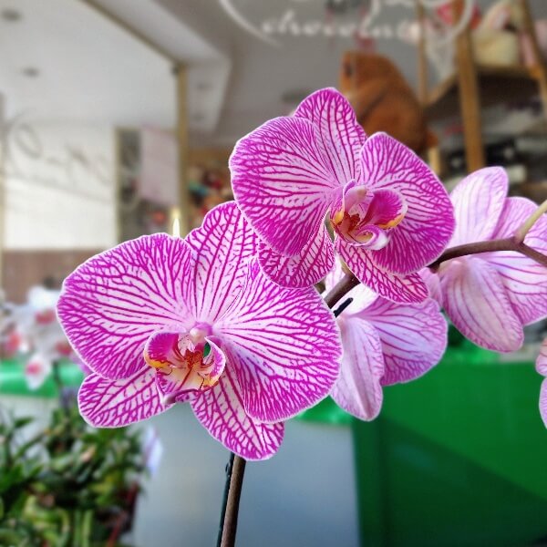 Florería Y Chocolates Tokio