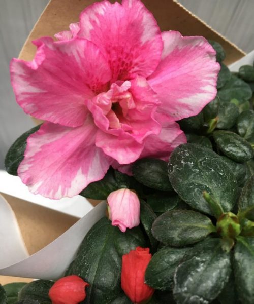 Azaleas